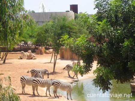 Bioparc. Valencia.